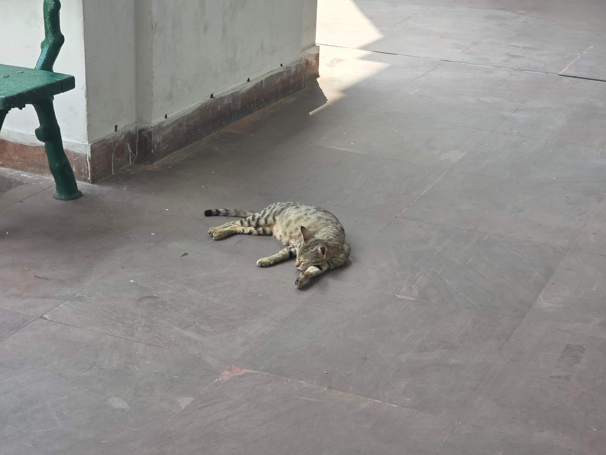 博物館の床でくつろぐ猫
